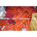 Fresh Carrot New Crop From Shandong